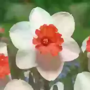 Cool Flame